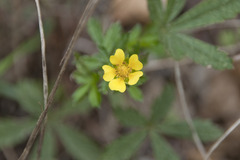 Potentilla reptans