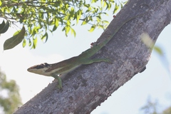 Anolis equestris