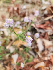 Polygala curtissii