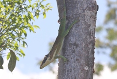 Anolis equestris