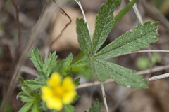Potentilla reptans