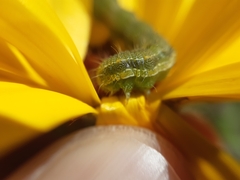 Helicoverpa armigera