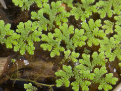 Azolla