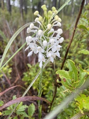 Platanthera blephariglottis