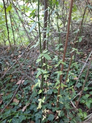 Chrysojasminum fruticans