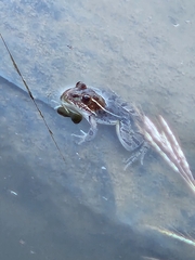 Lithobates berlandieri