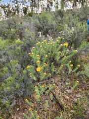 Oedera fruticosa