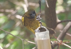Icterus melanopsis