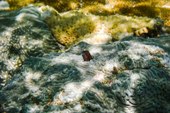 Parablennius marmoreus