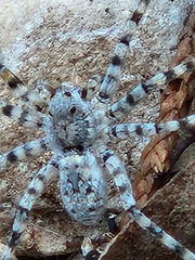 Pardosa mercurialis
