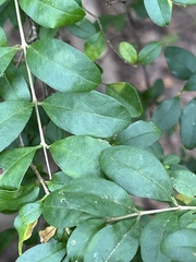 Ligustrum sinense