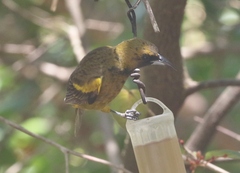 Icterus melanopsis