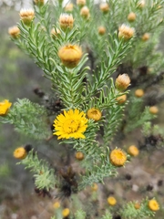 Oedera fruticosa
