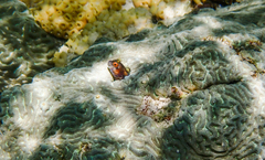 Parablennius marmoreus