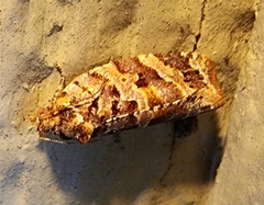 Argyrotaenia tabulana
