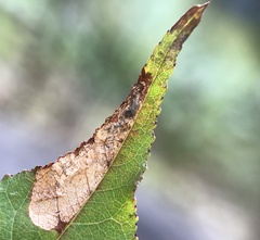 Stigmella slingerlandella