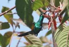 Riccordia ricordii