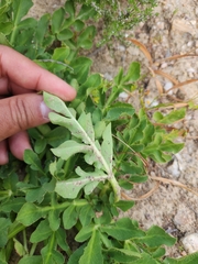 Lichtensteinia obscura