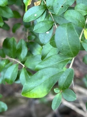 Ligustrum sinense