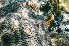 Parablennius marmoreus