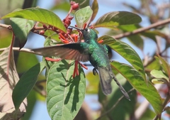 Riccordia ricordii