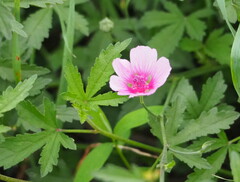 Althaea cannabina
