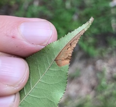 Stigmella slingerlandella
