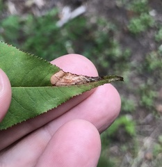 Stigmella slingerlandella