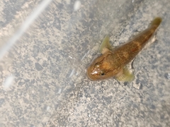 Rhinogobius
