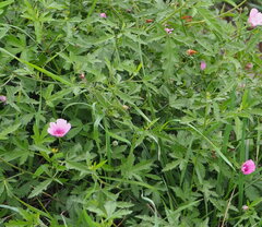 Althaea cannabina