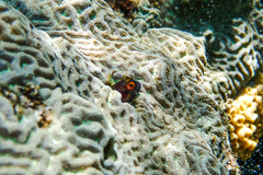 Pseudodiploria clivosa