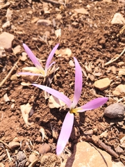 Colchicum montanum