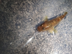 Rhinogobius