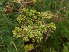 Angelica triquinata