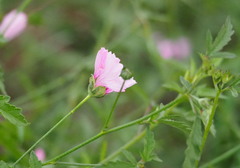 Althaea cannabina