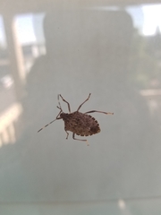 Halyomorpha halys