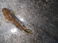 Rhinogobius
