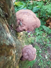 Ganoderma oregonense