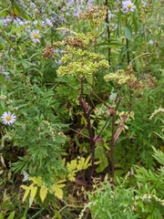 Angelica triquinata