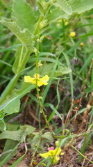 Verbascum sinuatum