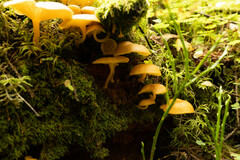 Chrysomphalina chrysophylla