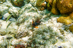 Ophioblennius macclurei