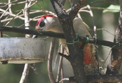 Melanerpes superciliaris