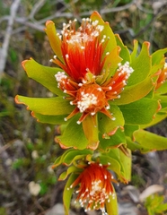 Leucospermum oleifolium