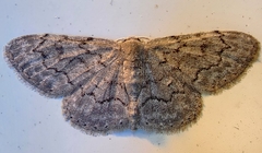 Idaea violacearia