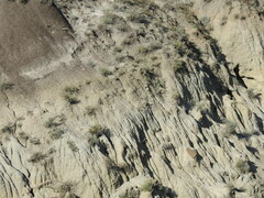 Artemisia longifolia