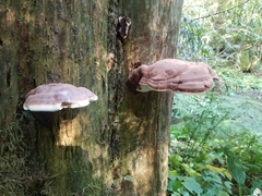 Ganoderma oregonense