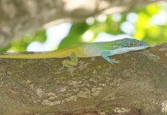 Anolis allisoni