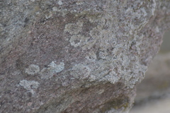 Protoparmeliopsis muralis