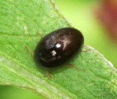 Phalacridae